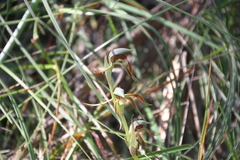 Lyperanthus serratus