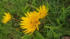 Berkheya speciosa