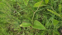 Berkheya speciosa