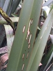 Orthoclydon praefectata