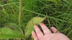 Berkheya speciosa