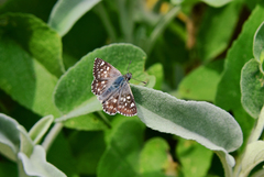 Muschampia tessellum