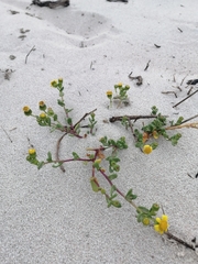 Senecio maritimus