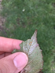 Phragmidium violaceum