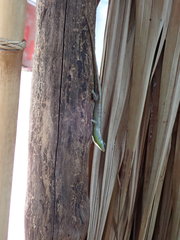 Dasia olivacea