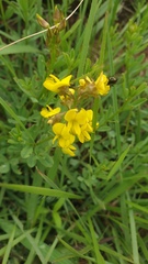 Crotalaria globifera