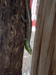 Dasia olivacea