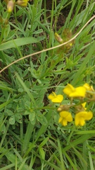 Crotalaria globifera