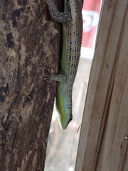 Dasia olivacea