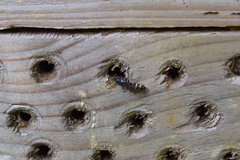 Monosapyga clavicornis