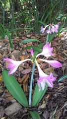 Hippeastrum reticulatum