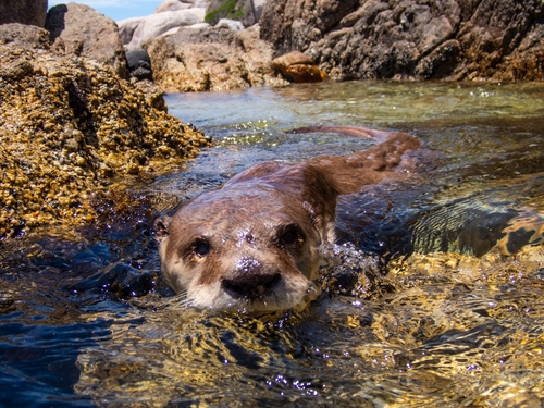 African Clawless Otter, Cape Peninsula, Cape Town, South Africa, photo 10 of 10