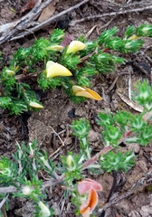 Aspalathus campestris