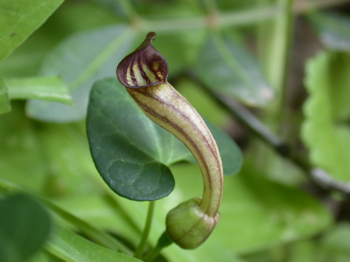 Aristolochia tyrrhena