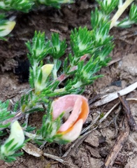 Aspalathus campestris