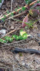 Aspalathus campestris