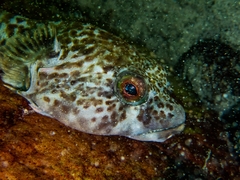 Chorisochismus dentex