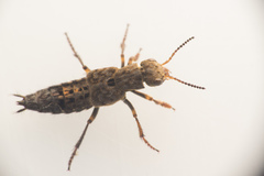 Ontholestes tessellatus