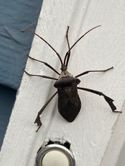 Acanthocephala declivis