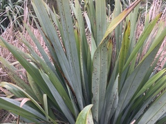 Orthoclydon praefectata