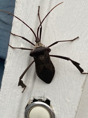 Acanthocephala declivis