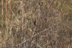 Phoenicurus auroreus