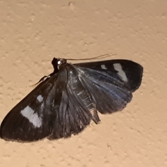 Erilusa leucoplagalis