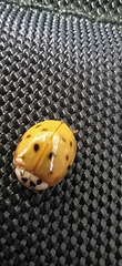 Harmonia axyridis
