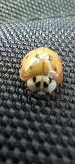 Harmonia axyridis