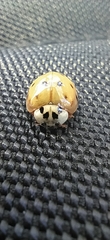 Harmonia axyridis