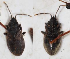 Drymus brunneus