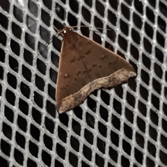 Coremagnatha orionalis