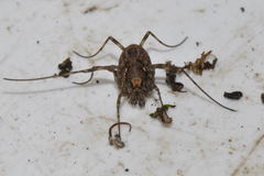Platybunus pinetorum