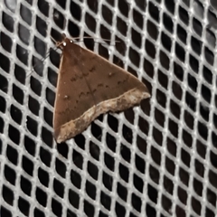 Coremagnatha orionalis