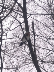 Turdus pilaris