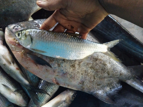 Indo-Pacific Tarpon