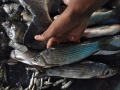 Malabar Labeo photo 2