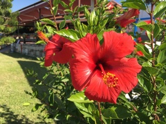 Hibiscus rosa-sinensis