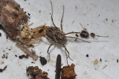 Platybunus pinetorum