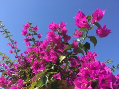 Bougainvillea glabra