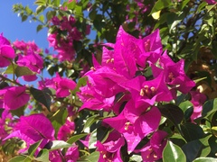 Bougainvillea glabra