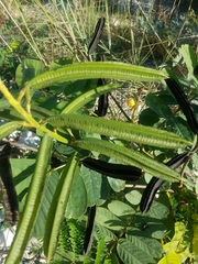 Senna alata