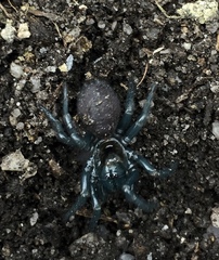 Hadronyche modesta