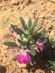Ajuga iva