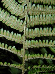 Dryopteris × complexa