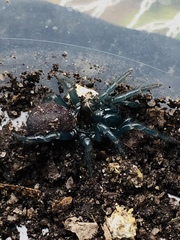 Hadronyche modesta