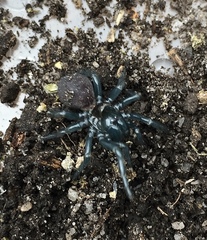 Hadronyche modesta