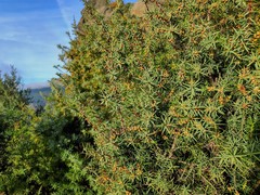 Juniperus oxycedrus badia