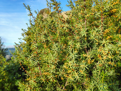 Juniperus oxycedrus badia