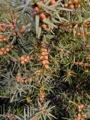 Juniperus oxycedrus badia